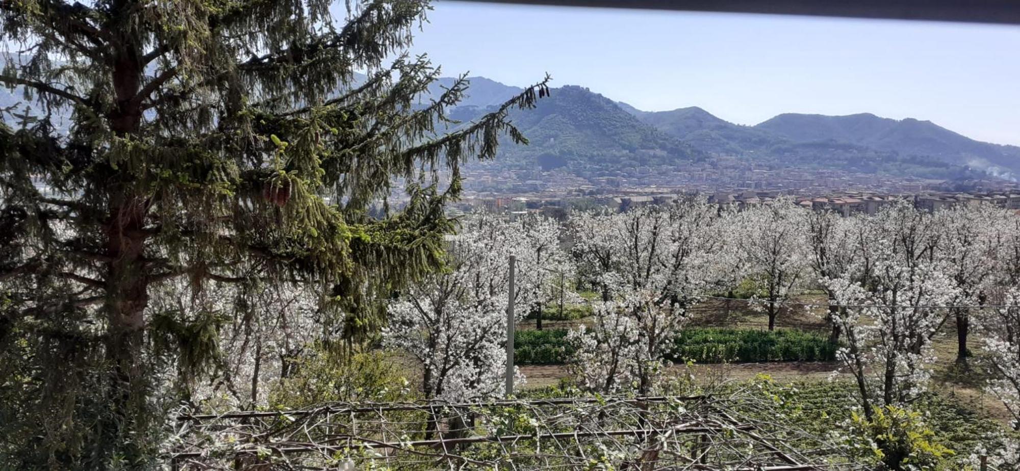 Lanovella Villa Cava De' Tirreni Exterior photo